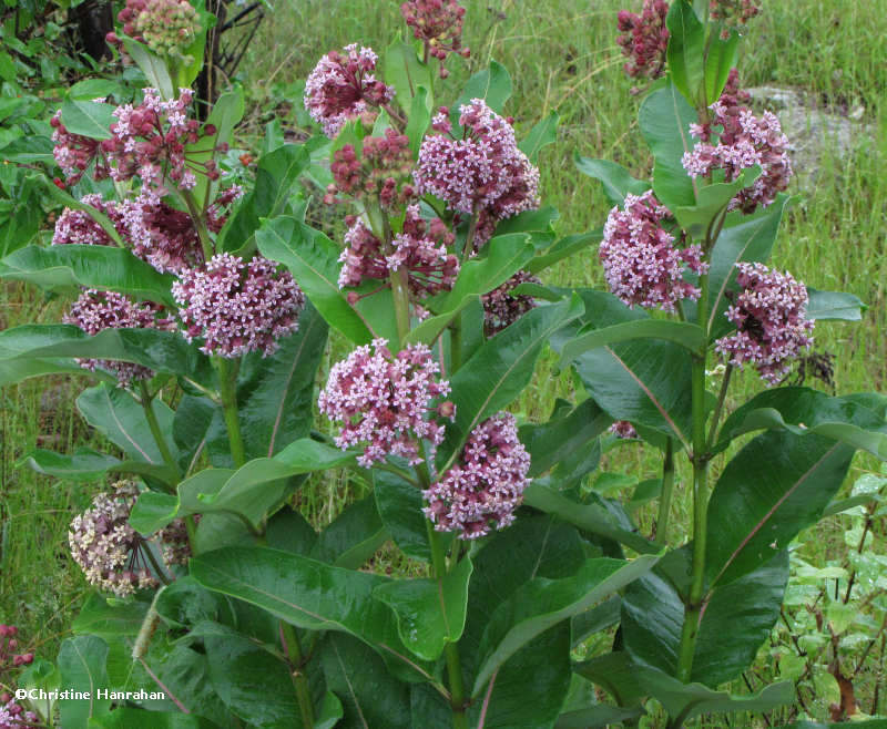 » Plant This, Not That: Native Alternatives for Invasive Plants